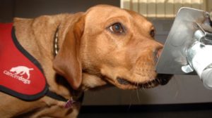 cani "fiuta-tumori"