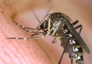 1504613690617-jpg-bimba_morta_di_malaria__forse_contagiata_da_due_fratellini_infetti_in_ospedale_con_lei