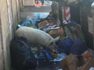 1515685513370-jpg-roma__un_maiale_in_strada_tra_i_rifiuti__meloni__e_il_fallimento_di_m5s